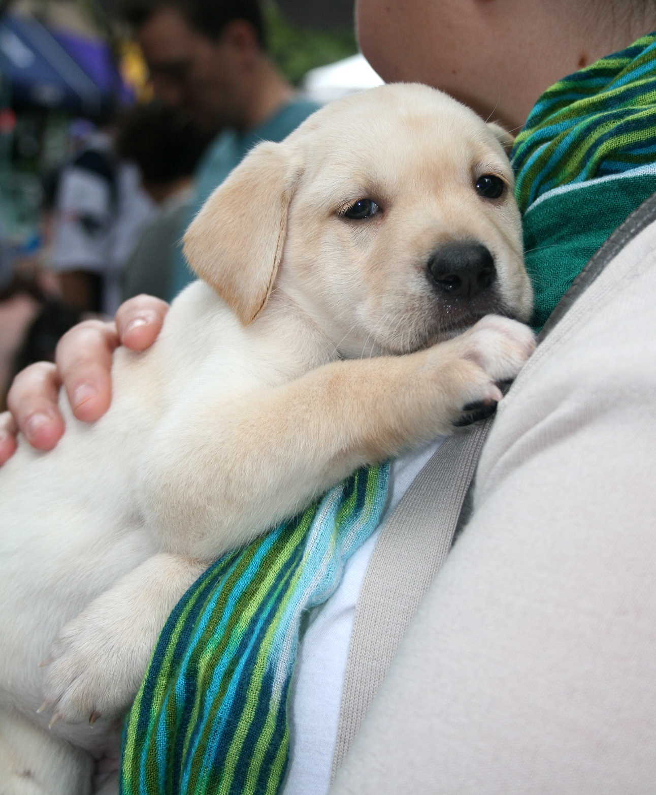 Start Your Journey with a Dog Cafe Franchise: What You Need to Know