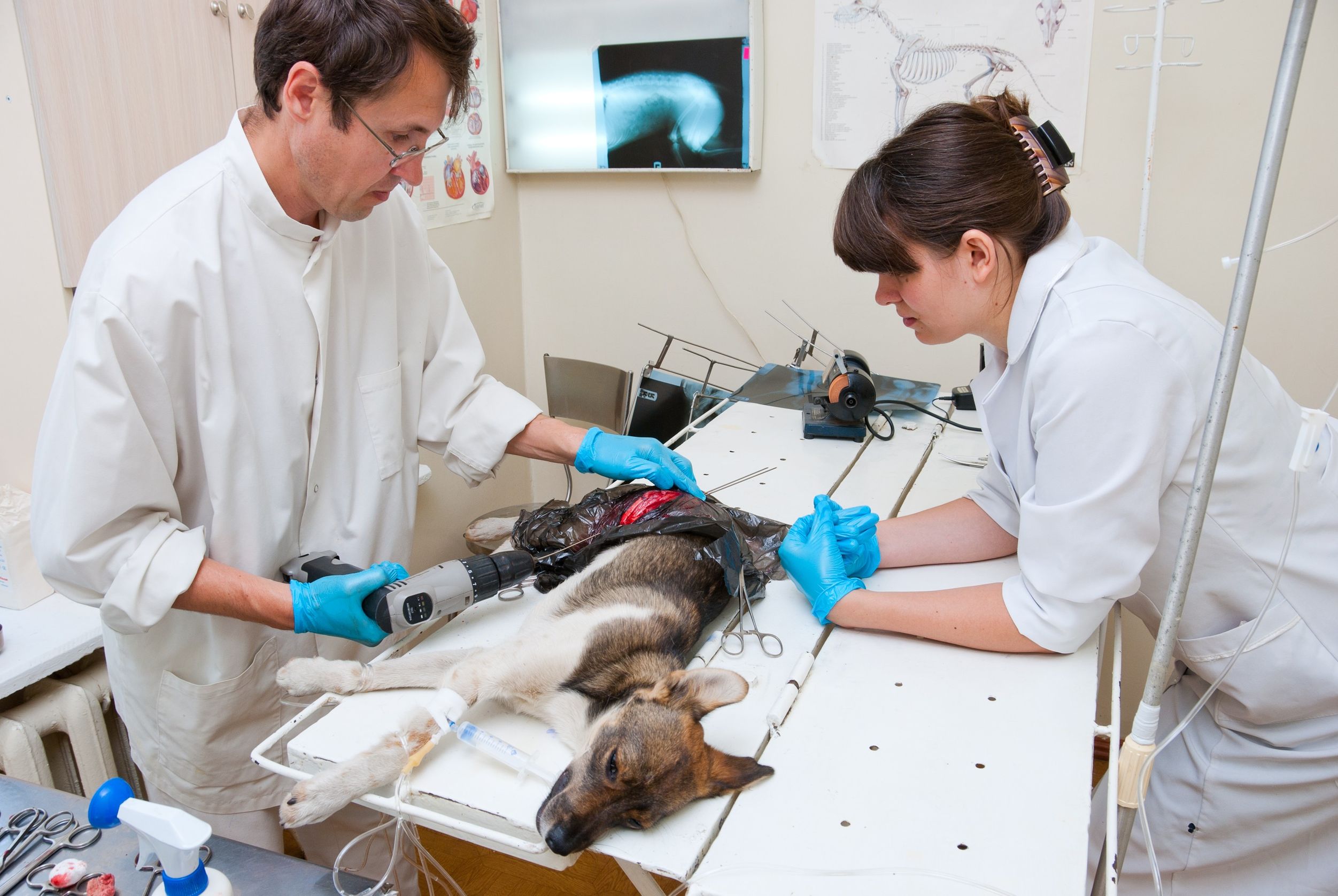 Choosing an Animal Hospital that is Right for You and Your Pet