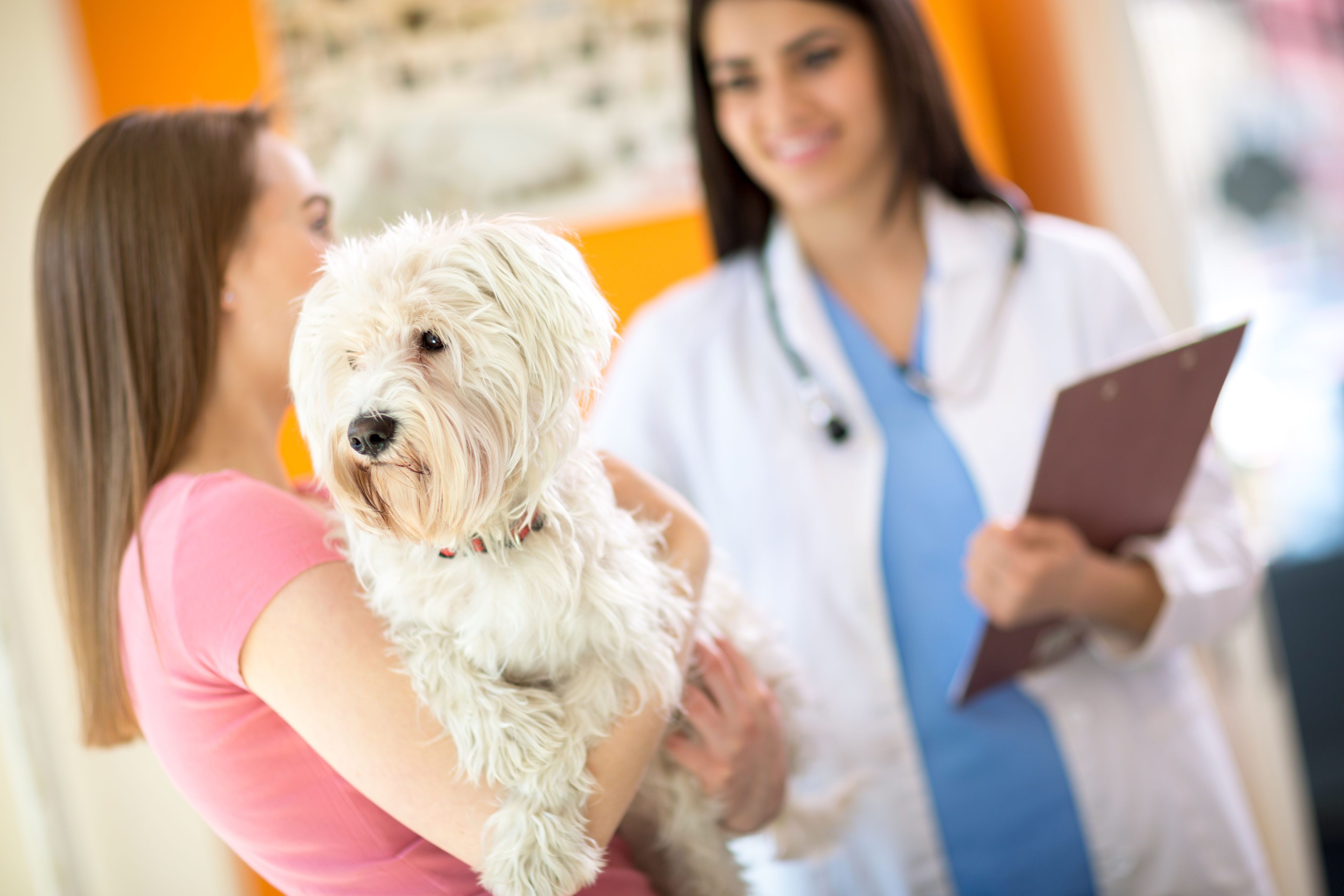 Warning Signs a Dog Needs to Be Seen at One of the Animal Hospitals in Murrieta CA