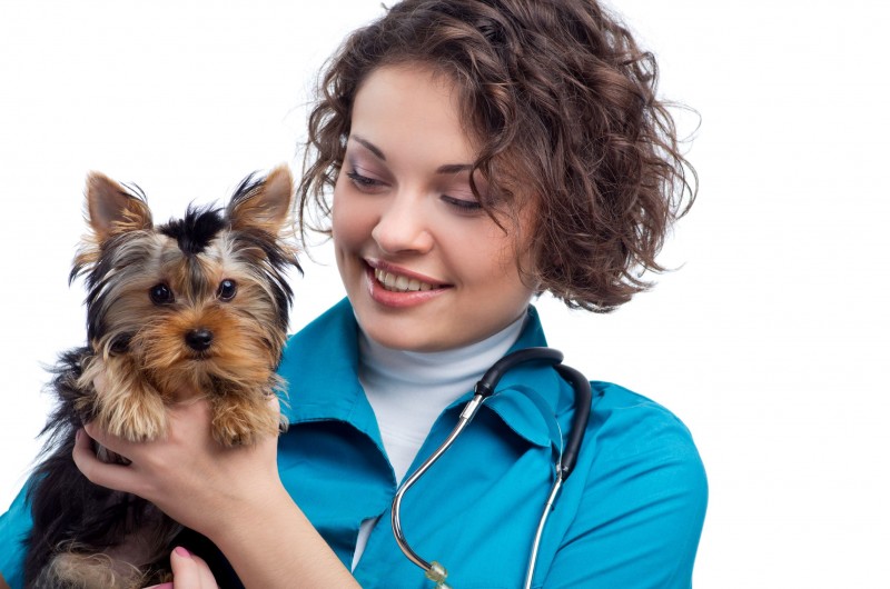 41 Dog And Cat Veterinary Referral Bowie Stock Animal lovers love to