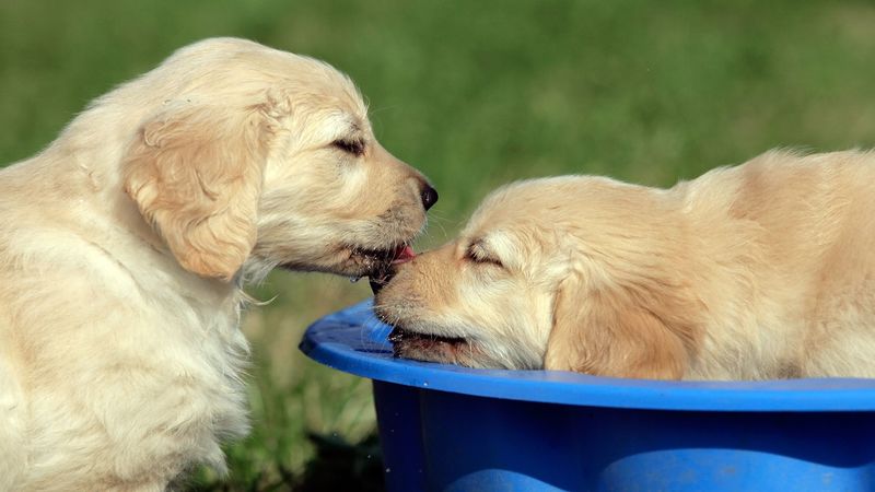 Benefits of Professional Pet Daycare Vandalia OH for Busy Owners