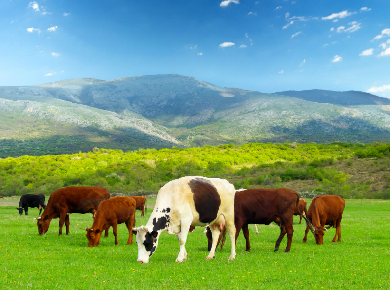 5 of the Best Beef Cattle Farming Tips Beginners Need to Know