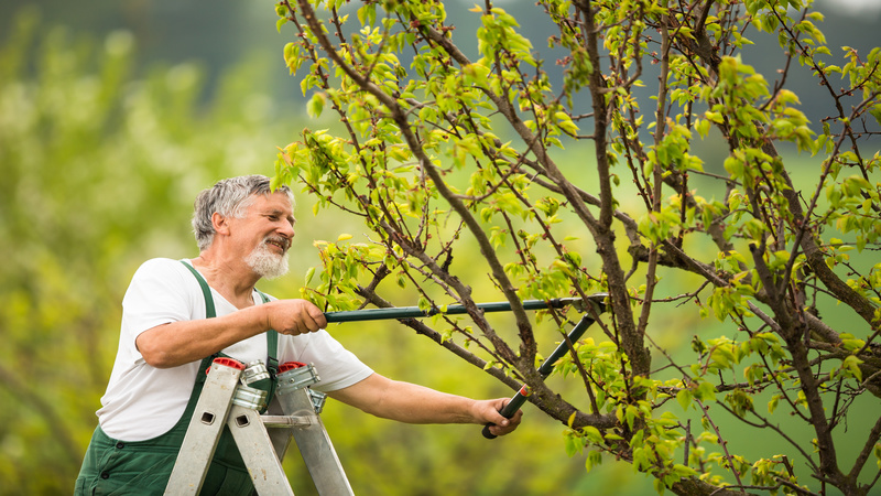 Are Mycorrhizal Networks the Future of Agricultural Gardening?