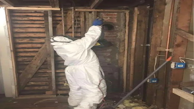 What Are the Advantages of Requesting Mold Removal in Lakewood, CO