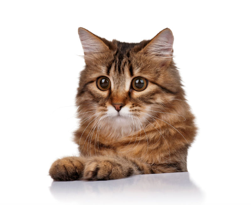 Getting The Best All Natural Supplements For Feline Dental Care