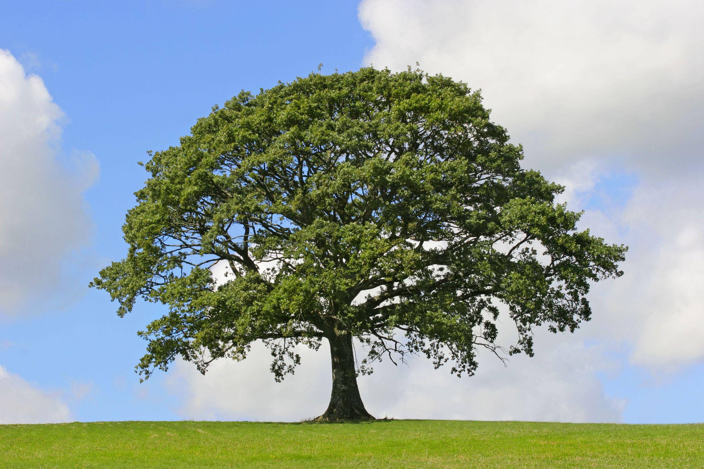 The Top Benefits That Come with Trimming Your Trees in Florida