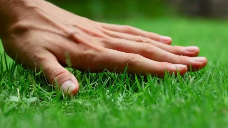 Lawn Care in Louisville, KY: Tips and Tricks for a Lush and Healthy Lawn