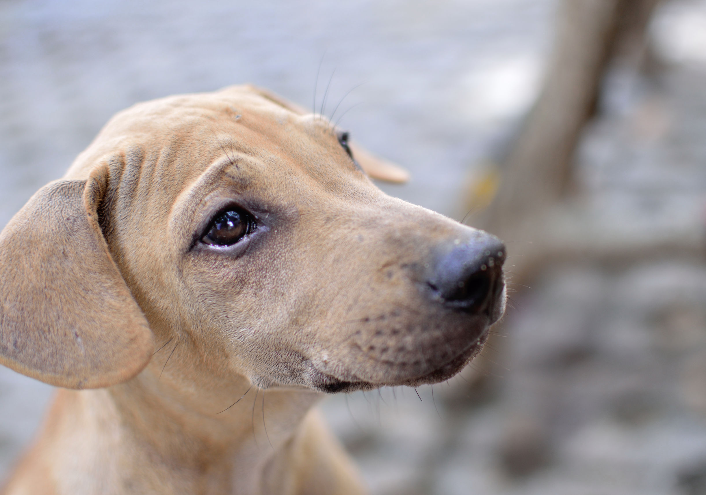 Scared Puppy Training: Comprehensive Guide on How to Train a Scared Puppy