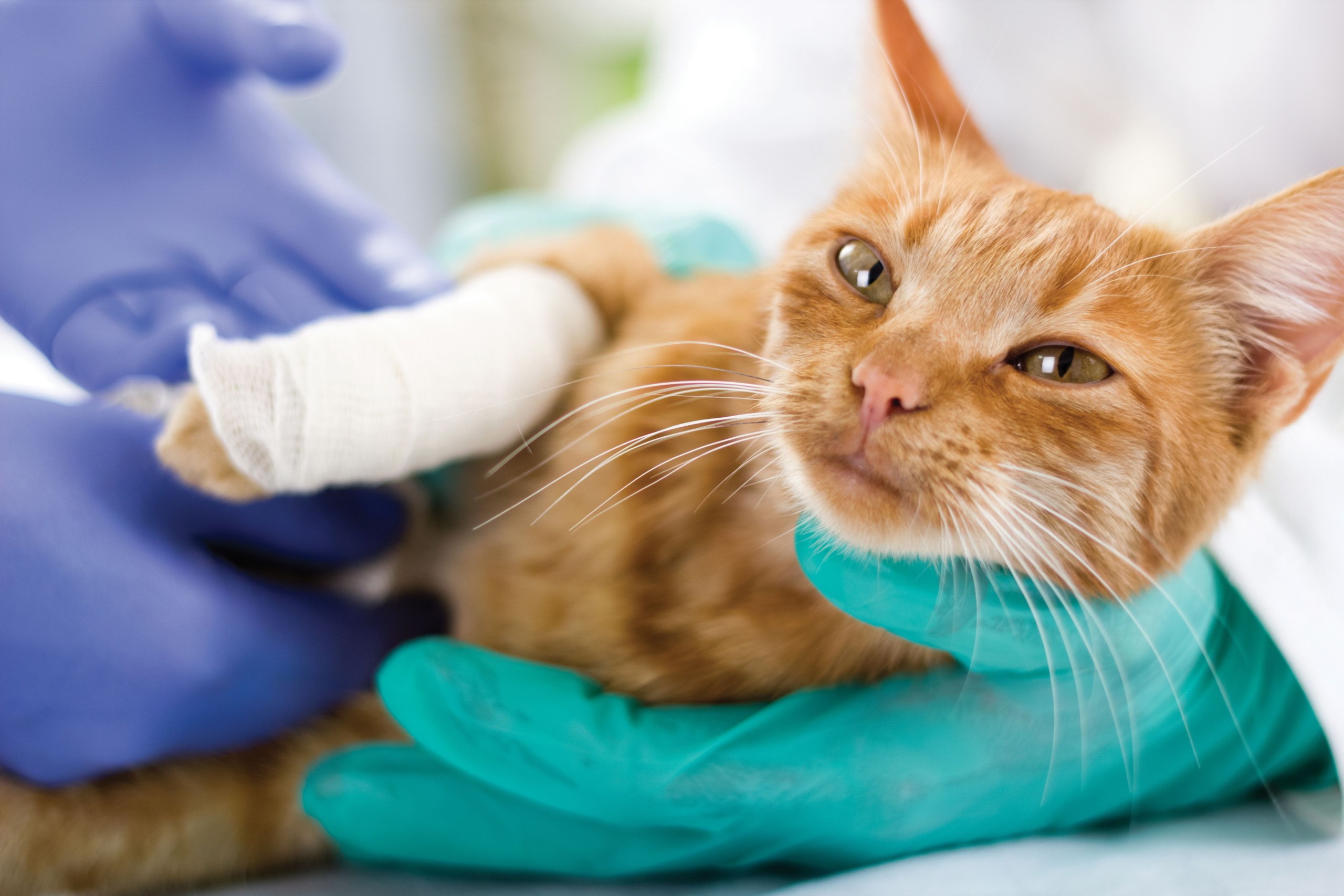 The City Of Industry CA Pet Clinic: Reasons to have Your Pet Spayed or Neutered