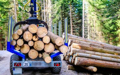 How Tree Removal Companies Lancaster, PA Help Keep Your Property Safe and Beautiful