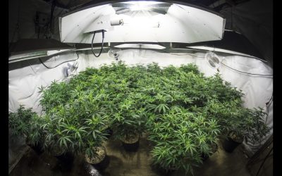How to Apply For a Cannabis Card in Georgia