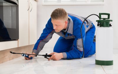 Securing Your Home with Expert Mouse Removal in Minneapolis and Comprehensive Rodent Control Solutions