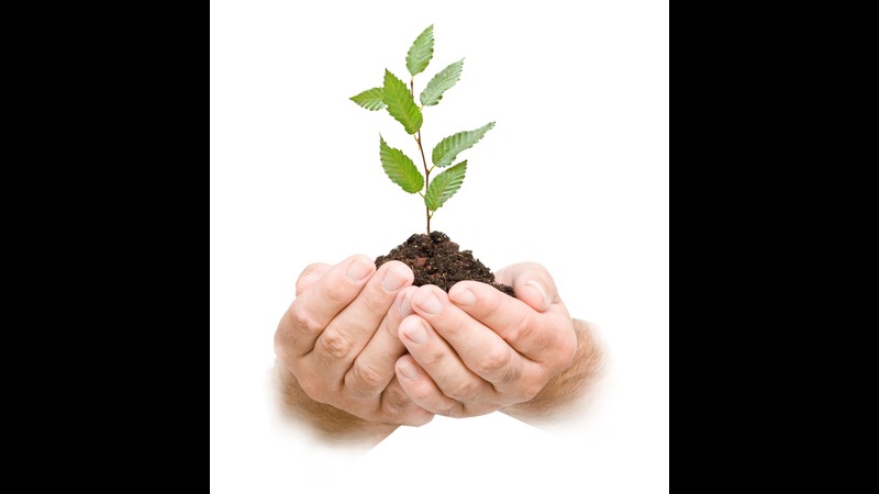 Garden Maintenance in Sarasota, FL: Sustainable Practices For a Healthier Landscape