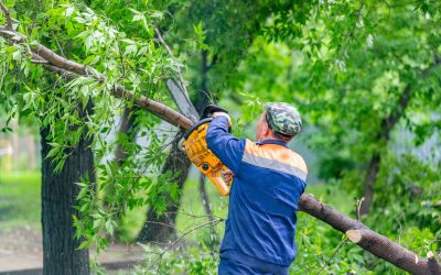 Masterful Tree Care Services Near Red Bank, NJ Offering Advanced Techniques for Long-Term Growth and Protection