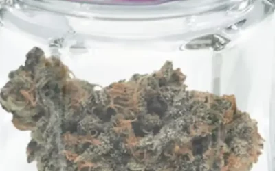 Your Guide to Choosing Hybrid Flower in Spokane, WA