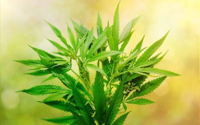 Your Guide to the Best Dispensaries Near Long Beach CA
