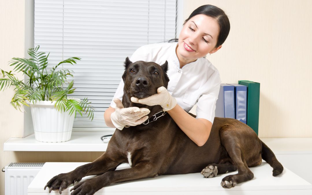 The Benefits Families Gain From Choosing Pet Services Austin Near You
