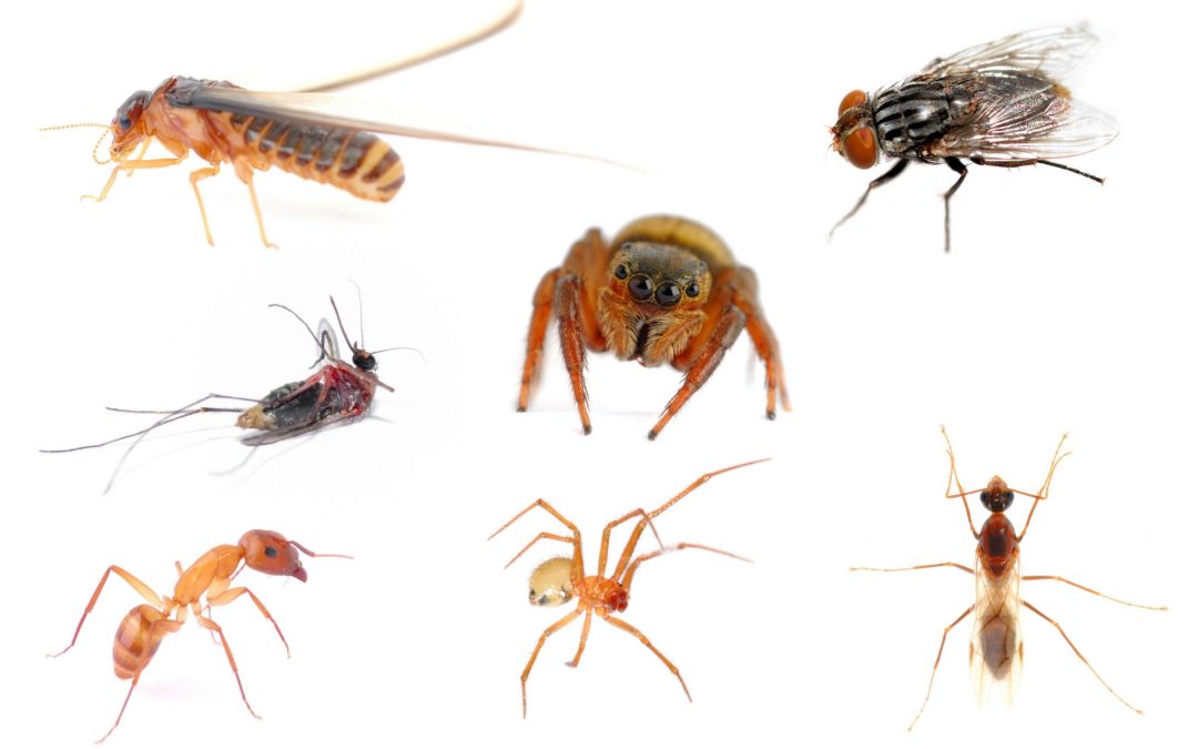 How Effective Mosquito Control Kitchener On Can Help Protect Your Family This Summer