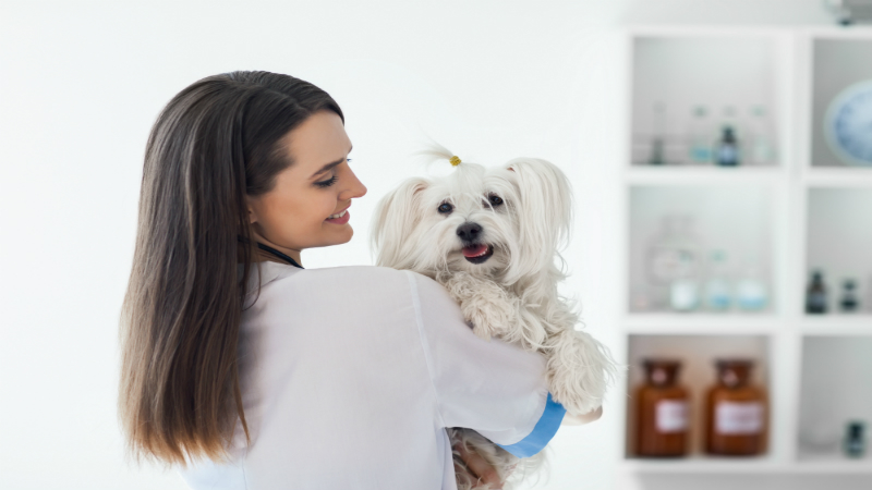 How Animal Hospital Greeneville Tn Provides Compassionate Care for Your Beloved Pets