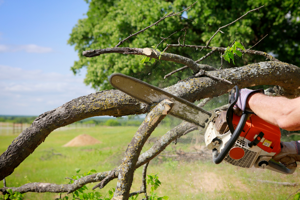 How Local Tree Removal Perrysburg OH Protects Your Property from Storm Damage