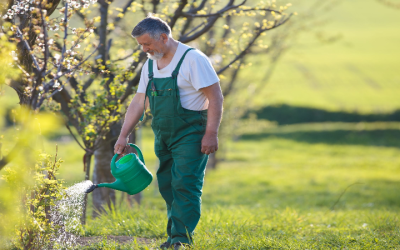 The Best Lawn Care Company in Olive Branch, MS for Premium Green Spaces