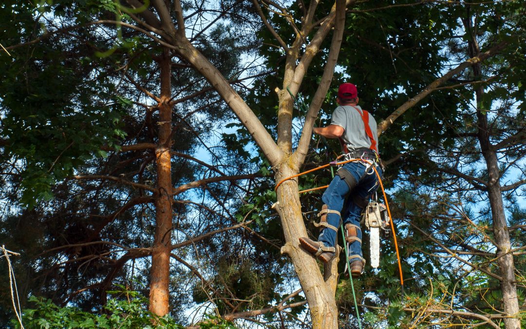 Why Homeowners Trust Tree Removal Eureka MO for Storm Damage Cleanup