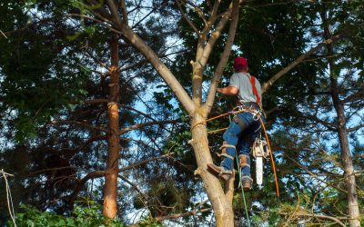 Find Expert Solutions for Tree Clearing in Algood, Tn to Protect Your Property and Land