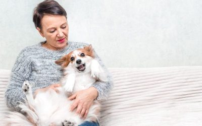 Stress Free Solutions For Your Pet Through Dog Boarding In Manhattan Families Choose