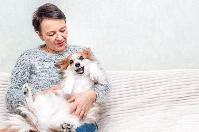 Stress Free Solutions For Your Pet Through Dog Boarding In Manhattan Families Choose