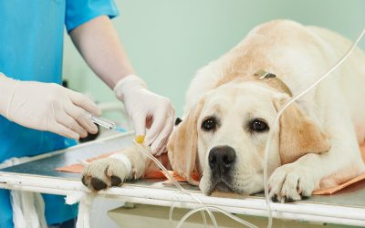The Benefits of Choosing Veterinary Surgery Boca Raton FL for Your Pet’s Care