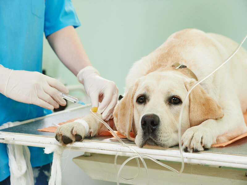 The Benefits of Choosing Veterinary Surgery Boca Raton FL for Your Pet’s Care