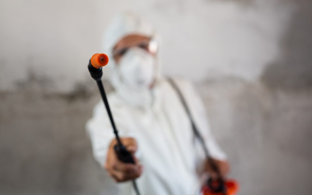 How Termite Pest Removal in Ponchatoula, LA Preserves Property Value Long Term