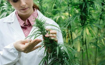 Your Guide to Wellness Shopping at a Marijuana Dispensary Springfield, MA Locals Trust