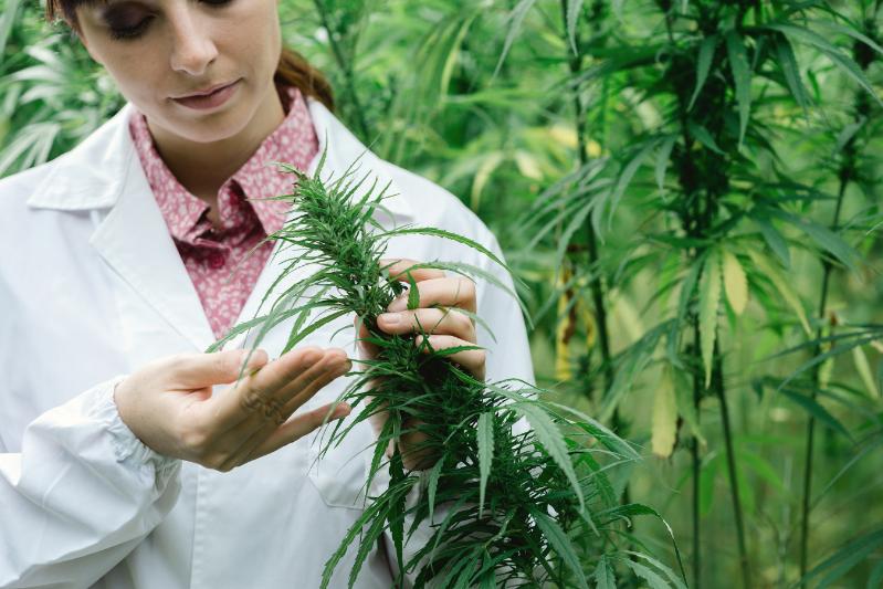Your Guide to Wellness Shopping at a Marijuana Dispensary Springfield, MA Locals Trust
